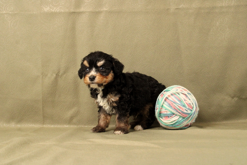 puppy, for, sale, Mini Bernedoodle F2, Matthew B. Stoltzfus, dog, breeder, Gap, PA, dog-breeder, puppy-for-sale, forsale, nearby, find, puppyfind, locator, puppylocator, aca
